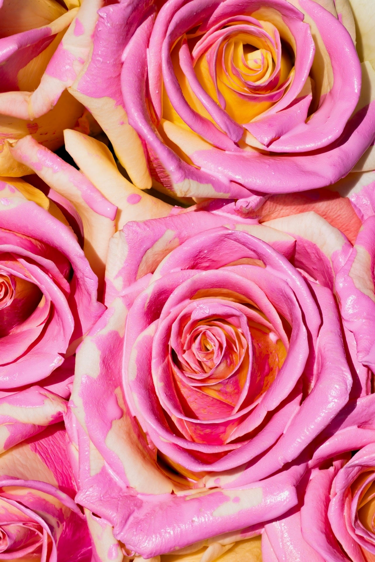 Candy Bloom